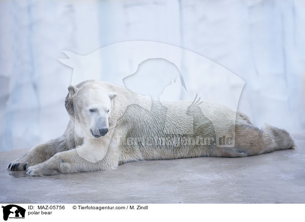 Eisbr / polar bear / MAZ-05756
