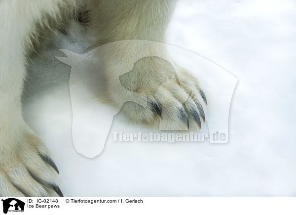 Ice Bear paws / IG-02148