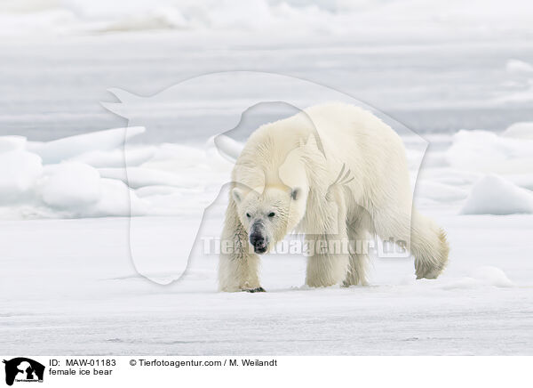 Eisbrin / female ice bear / MAW-01183