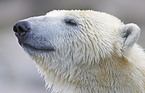 polar bear