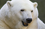 polar bear portrait