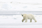 female ice bear