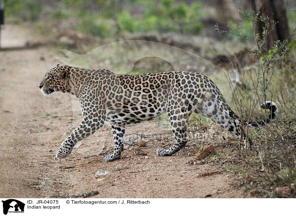 Indian leopard / JR-04075