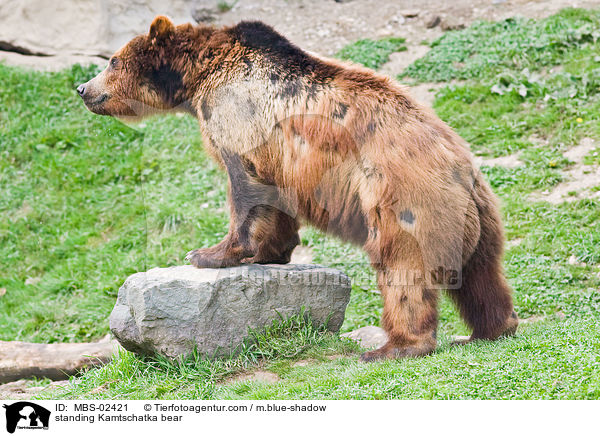 stehender Kamtschatkabr / standing Kamtschatka bear / MBS-02421