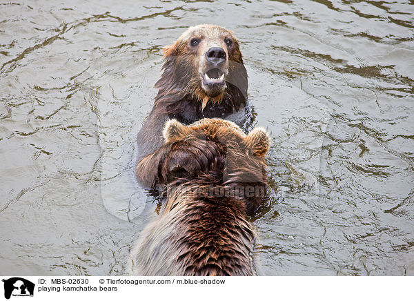 spielende Kamtschatkabren / playing kamchatka bears / MBS-02630