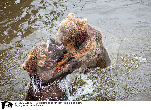 spielende Kamtschatkabren / playing kamchatka bears / MBS-02632