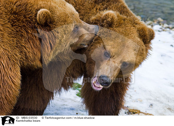 Kamtschatkabren / Kamtchatka bears / MBS-03530