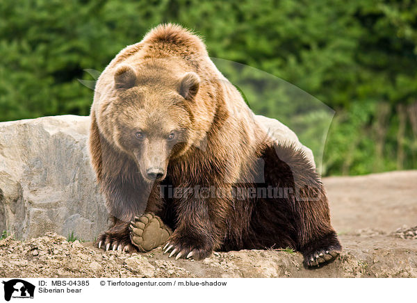 Kamtschatkabr / Siberian bear / MBS-04385