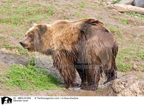 Kamtschatkabr / Siberian bear / MBS-04389