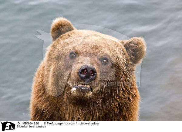 Kamtschatkabr Portrait / Siberian bear portrait / MBS-04390