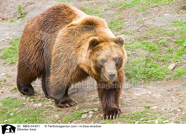 Kamtschatkabr / Siberian bear / MBS-04401