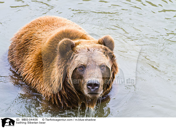 badender Kamtschatkabr / bathing Siberian bear / MBS-04406