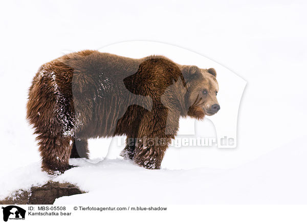 Kamtschatkabr / Kamtschatka bear / MBS-05508