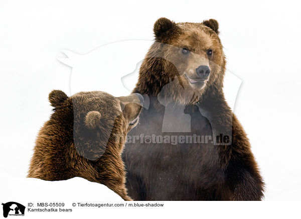 Kamtschatkabren / Kamtschatka bears / MBS-05509