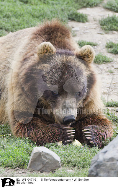 Kamtschatkabr / Siberian bear / WS-04716