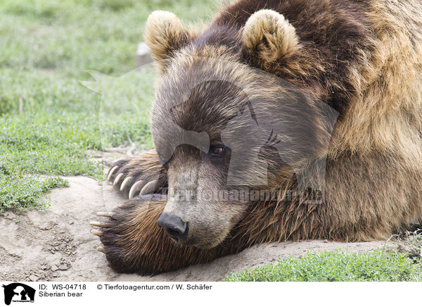 Kamtschatkabr / Siberian bear / WS-04718