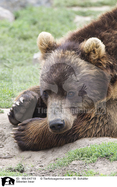Kamtschatkabr / Siberian bear / WS-04719