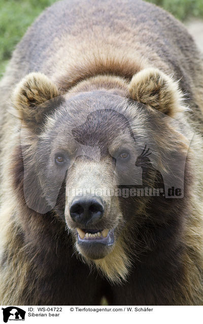 Kamtschatkabr / Siberian bear / WS-04722