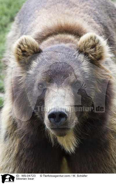 Kamtschatkabr / Siberian bear / WS-04723