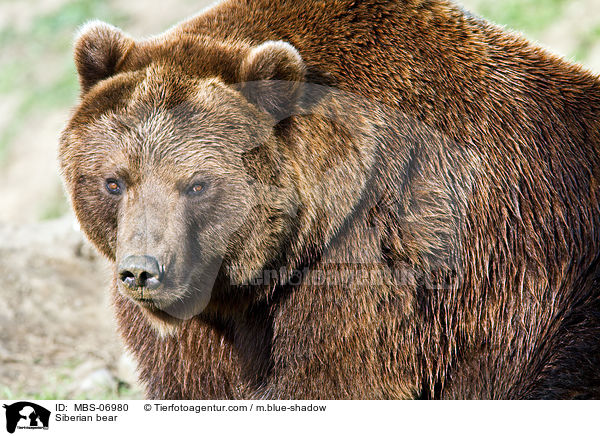 Kamtschatkabr / Siberian bear / MBS-06980