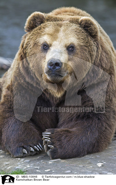 Kamtschatkabr / Kamchatkan Brown Bear / MBS-10846