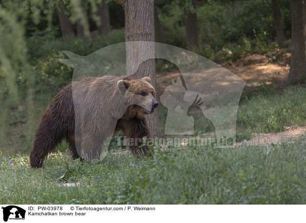 Kamtschatkabr / Kamchatkan brown bear / PW-03978