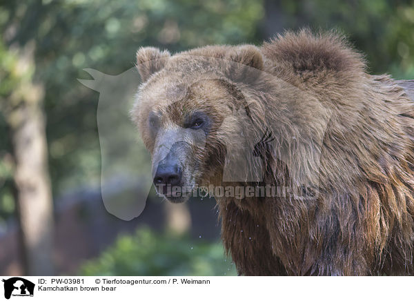 Kamtschatkabr / Kamchatkan brown bear / PW-03981