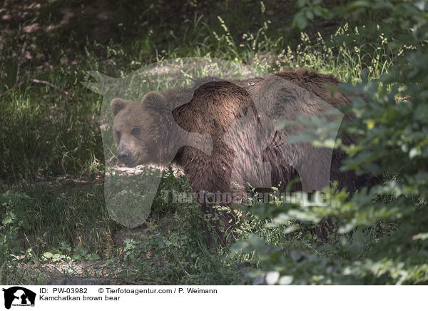 Kamtschatkabr / Kamchatkan brown bear / PW-03982