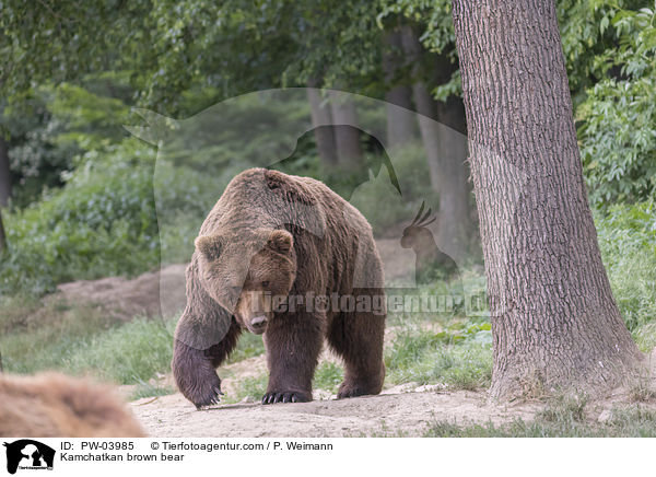 Kamchatkan brown bear / PW-03985