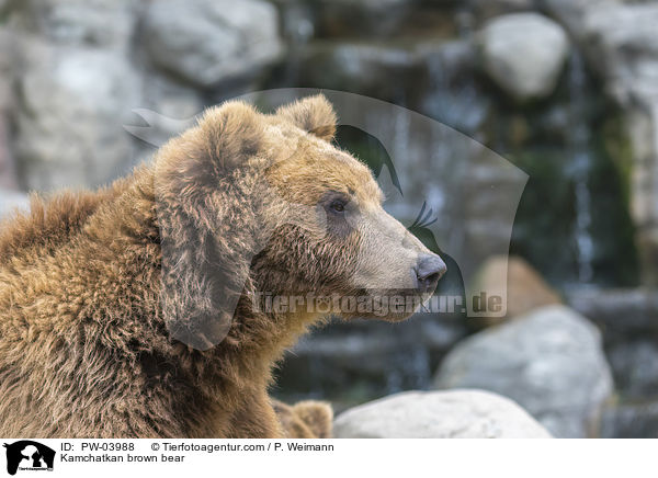 Kamtschatkabr / Kamchatkan brown bear / PW-03988