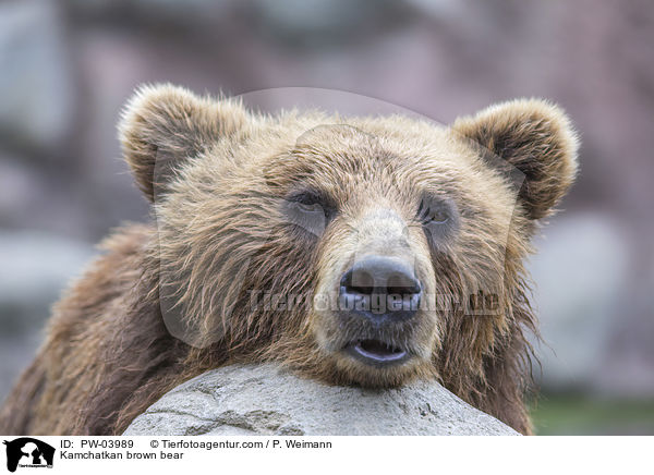 Kamtschatkabr / Kamchatkan brown bear / PW-03989