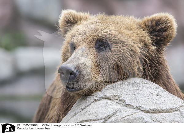 Kamtschatkabr / Kamchatkan brown bear / PW-03990