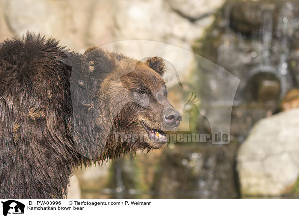 Kamtschatkabr / Kamchatkan brown bear / PW-03996