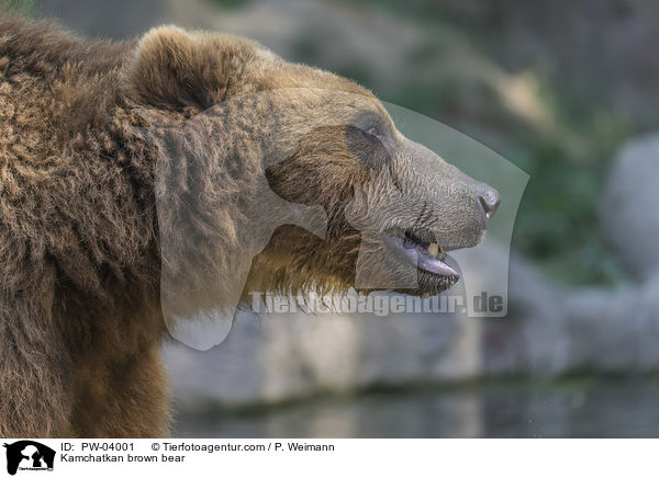 Kamtschatkabr / Kamchatkan brown bear / PW-04001