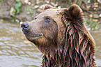 Siberian bear portrait