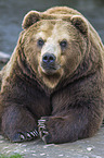 Kamchatkan Brown Bear