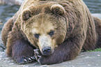 Kamchatkan Brown Bear