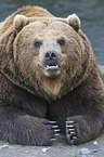 Kamchatkan Brown Bear