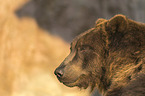 Kamchatkan brown bear