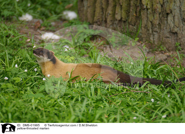 Buntmarder / yellow-throated marten / DMS-01985