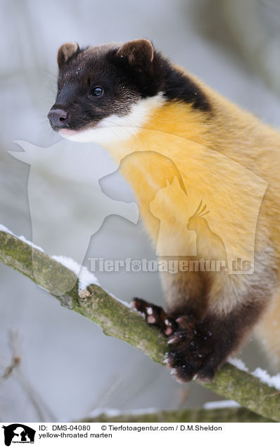 yellow-throated marten / DMS-04080