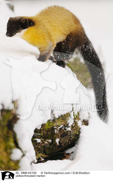 yellow-throated marten / DMS-04190