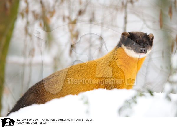 Buntmarder / yellow-throated marten / DMS-04250