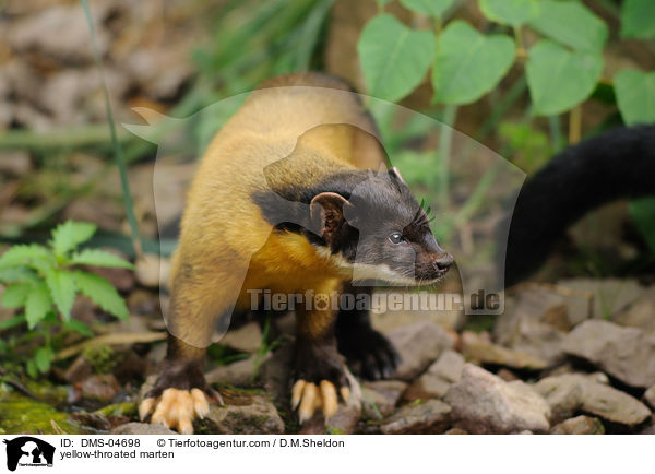 Buntmarder / yellow-throated marten / DMS-04698