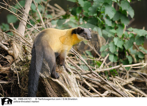 yellow-throated marten / DMS-04701