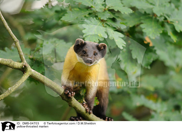 Buntmarder / yellow-throated marten / DMS-04703