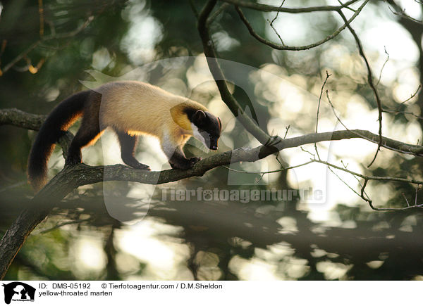 Buntmarder / yellow-throated marten / DMS-05192