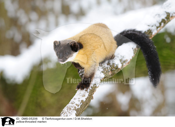 Buntmarder / yellow-throated marten / DMS-05206