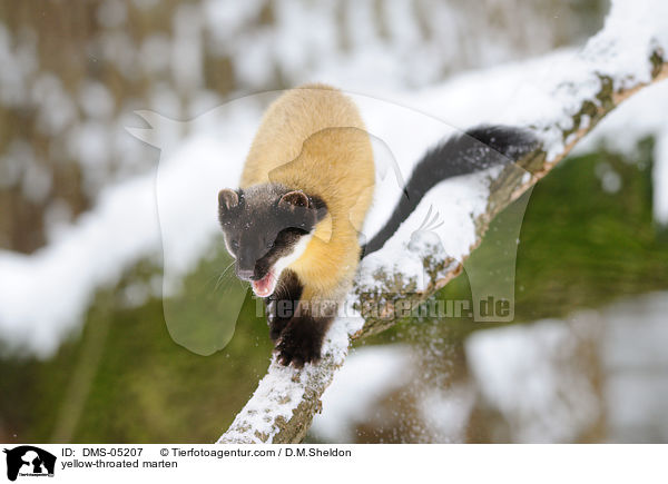 Buntmarder / yellow-throated marten / DMS-05207