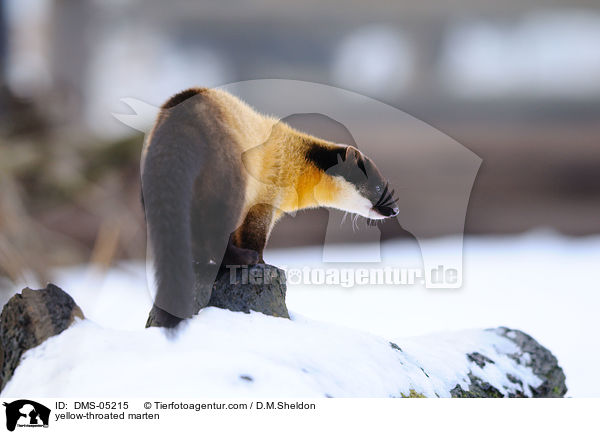 Buntmarder / yellow-throated marten / DMS-05215